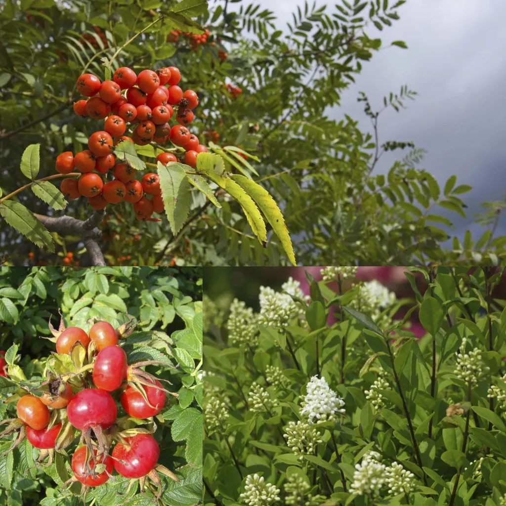Vogelnähr- und Schutzhecke für 3 m Hecke, 60-100 cm, 7,5 Liter Topf, 6 Stück im Set, 2 x Kartoffelrose, 2 x Vogelbeere, 2 x schwarzgrüner Liguster