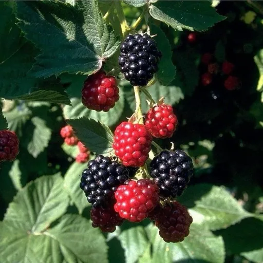 Brombeere 'Chester Thornless' (Rubus fruticosus) – winterharte Beerenobst-Pflanze, im 3,5-L-Container