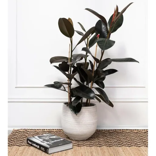 lower-up Gummibäume Zimmerpflanzen Ficus Elastica Set 4 Stück 30-40Cm 2x Ficus elastica Abidjan 2x Ficus elastica Tinek