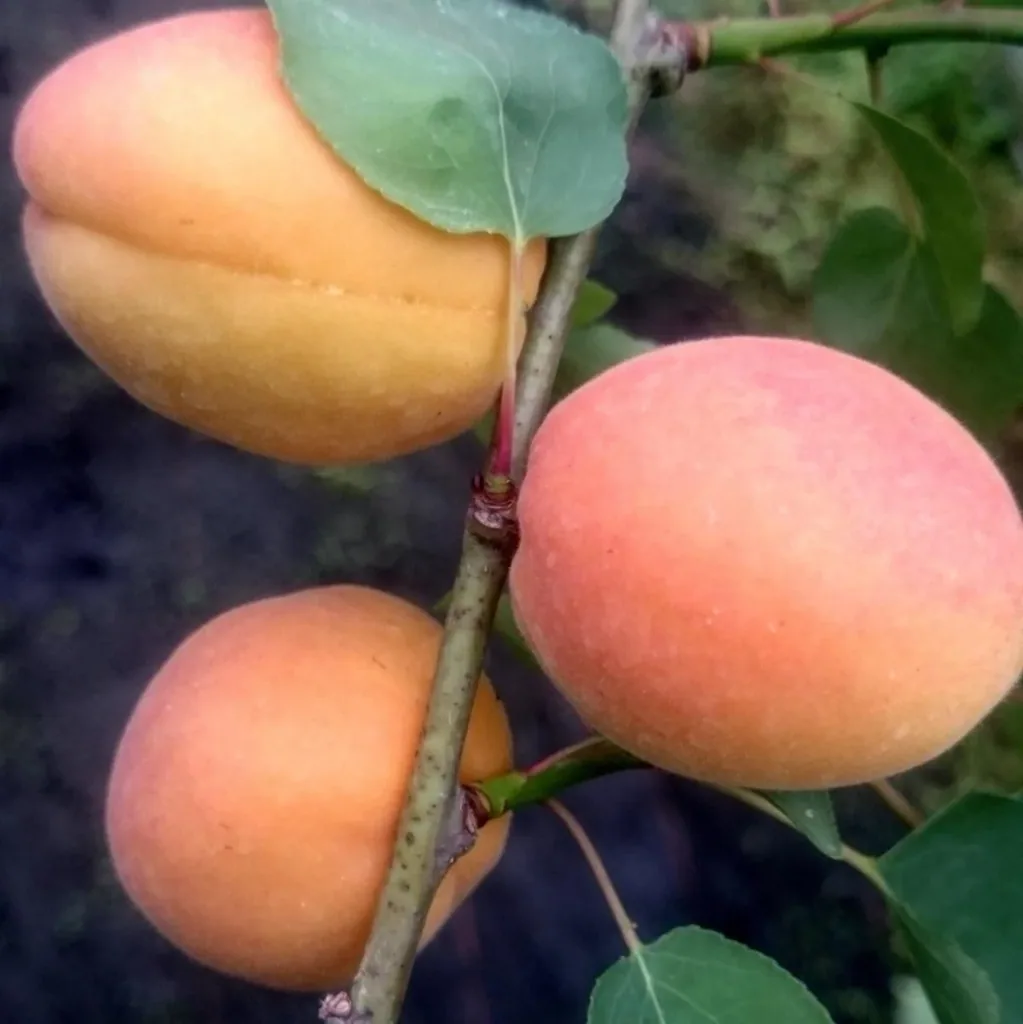 Aprikose 'Goldrich' (Prunus armeniaca) – winterharter Obstbaum, als Halbstamm, im 10-L-Container
