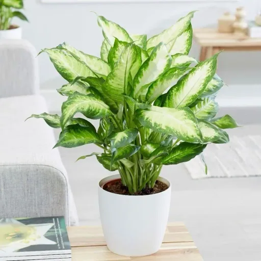 Blühendes Dieffenbachia-Set Mix - 4 Stück - 25 -40Cm (2x Dieffenbachia Camilla, 2x Dieffenbachia Compacta)