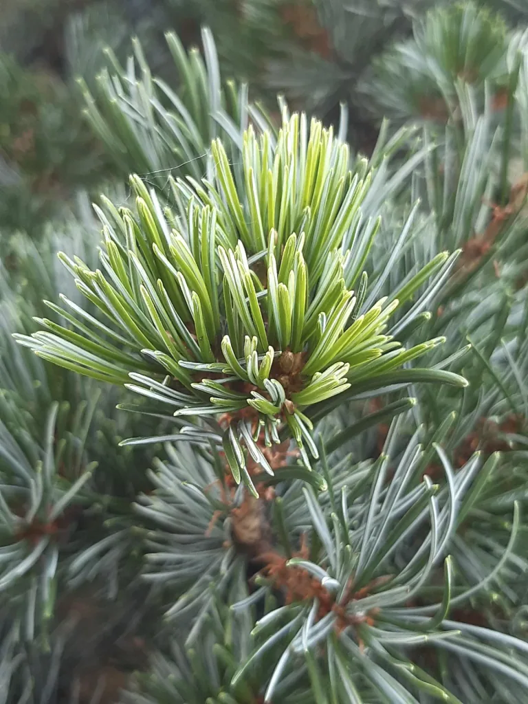 Blaue Mädchenkiefer 'Negishi' (Pinus parviflora) – winterharter Nadelbaum, im 7,5-L-Container, Höhe ca. 40–50 cm