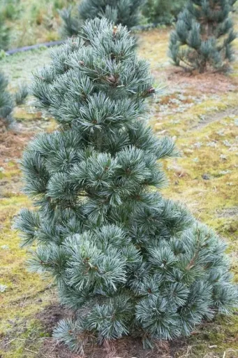 Blaue Mädchenkiefer 'Negishi' (Pinus parviflora) – winterharter Nadelbaum, im 7,5-L-Container, Höhe ca. 40–50 cm