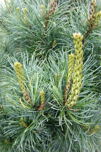 Blaue Mädchenkiefer 'Negishi' (Pinus parviflora) – winterharter Nadelbaum, im 7,5-L-Container, Höhe ca. 40–50 cm