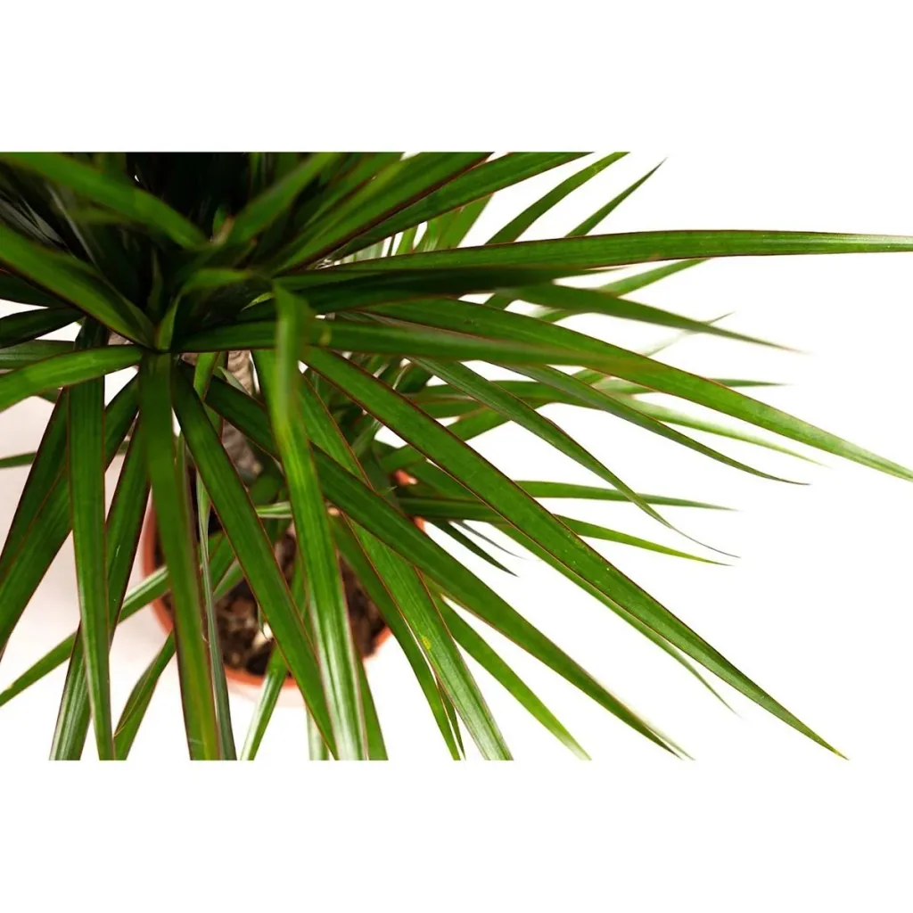 Blühender Drachenbaum - Dracaena Marginata - Groß - 75-80Cm - 2 Stück