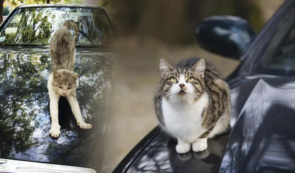 Solar Hunde- und Katzenabwehr