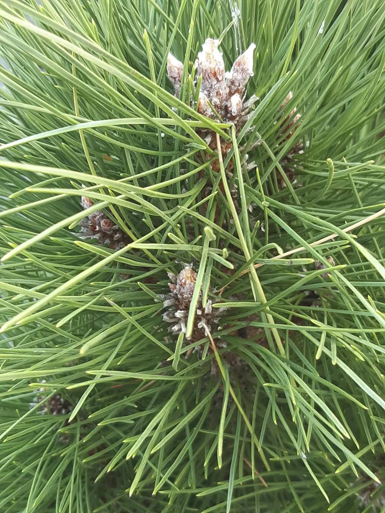 Schwarzkiefer, Pinus nigra "Green Tower", 7,5 Liter Topf, 40-50 cm hoch