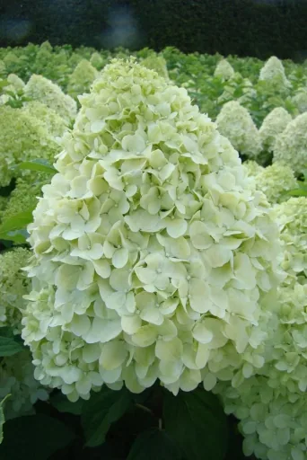 Rispenhortensie "Limelight" -S-, Hydrangea paniculata, 4,6 Liter Topf, 40- 60 cm hoch, 2er-Set