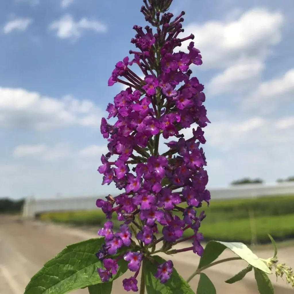 Zwerg-Sommerflieder 'Buzz Pink Purple' (Buddleja davidii) – winterharter Blütenstrauch, im 7-L-Container