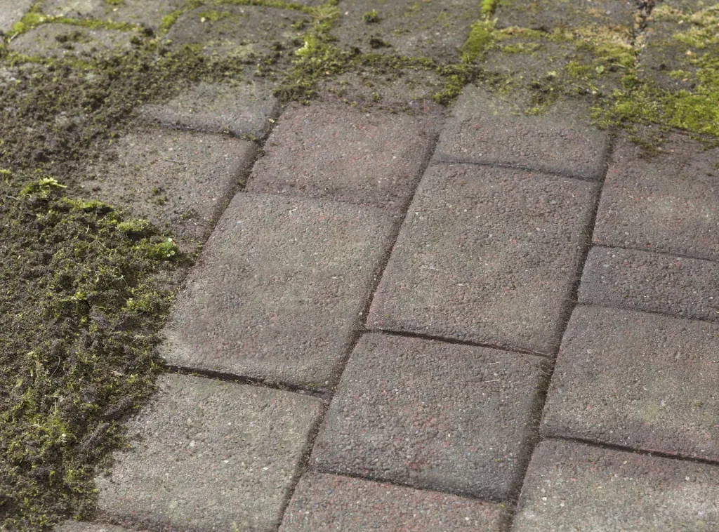3 in 1 Garten-Unkraut-Bürsten Set - teleskopierbar