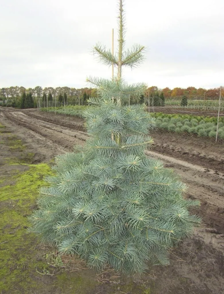 Colorado-Tanne Grautanne Abies concolor - Solitär mit Ballen 150-175 cm