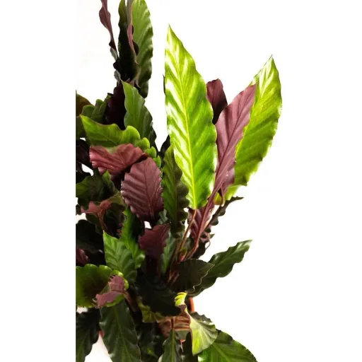 Aufblühende Pfauenpflanze - Calathea Rufibarba - Groß - 50-60cm - 1 Stück