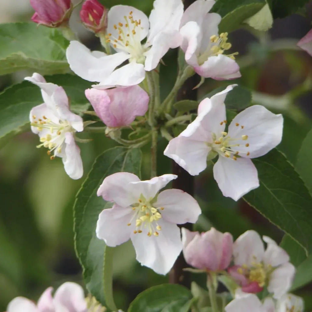 Zierapfel 'Evereste' (Malus) – winterhartes Ziergehölz, Stammhöhe 120 cm, im 20-L-Container