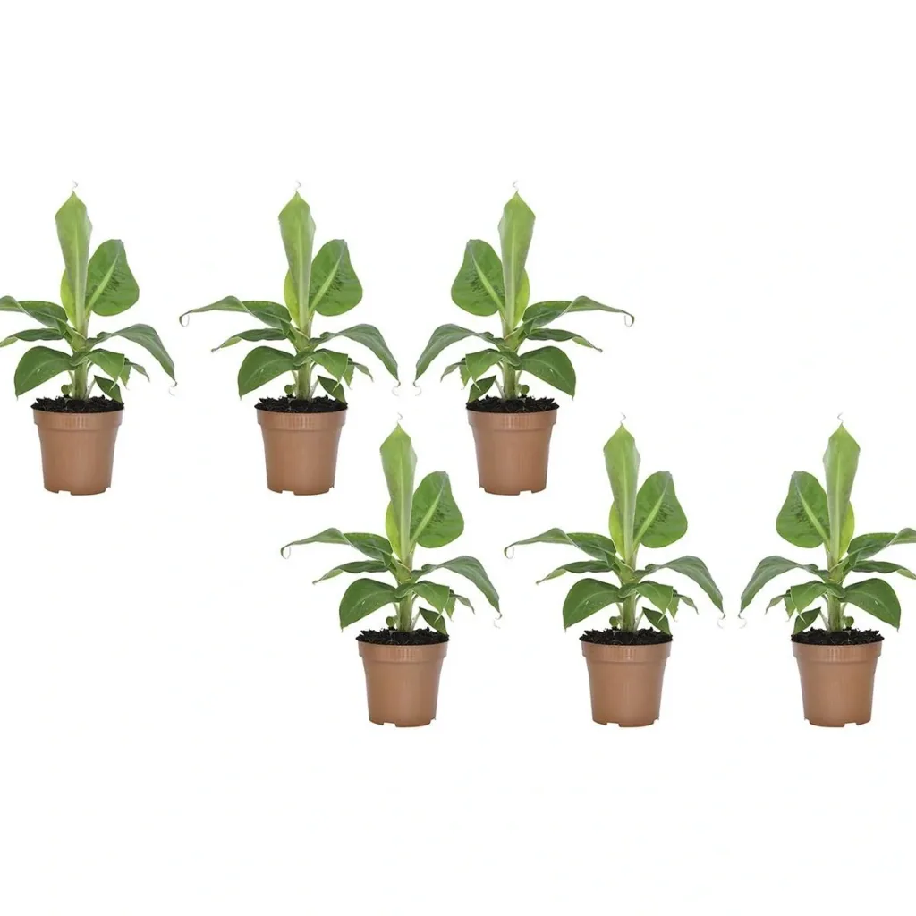 Bananenpflanze 'Oriental Dwarf' 6er-Set (Musa) – pflegeleichte Zimmerpflanze, Höhe ca. 25–38 cm