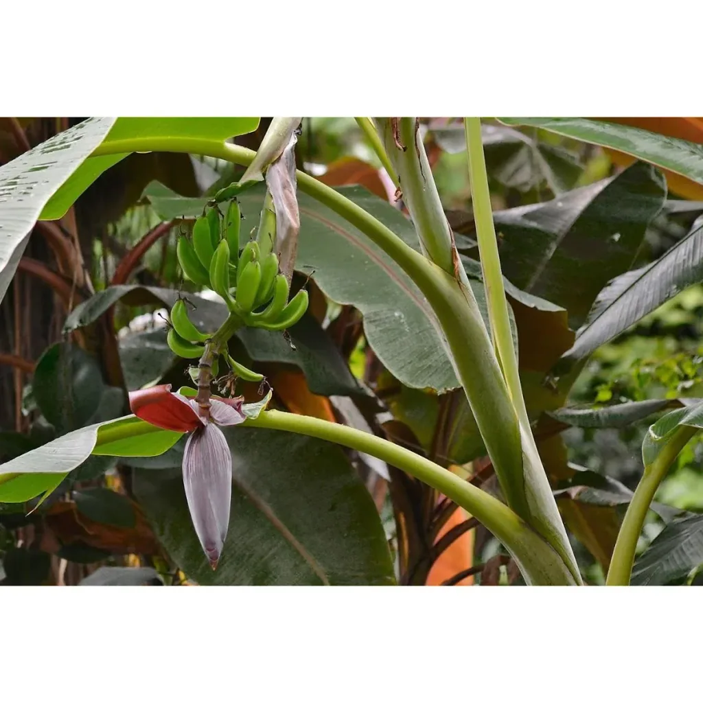 Flower-up Tropische Bananenpflanzen - Musa Oriental Dwarf - 6 Stück - 25- 38Cm