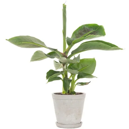 Flower-up Tropische Bananenpflanzen - Musa Oriental Dwarf - 6 Stück - 25- 38Cm