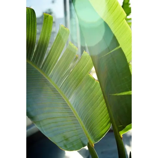 Flower-up Tropische Bananenpflanzen - Musa Oriental Dwarf - 6 Stück - 25- 38Cm