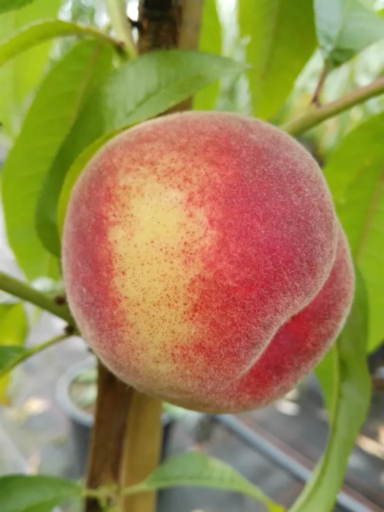 Pfirsich 'Kernechter vom Vorgebirge' (Prunus persica) – winterharter Obstbaum, als Halbstamm, im 10-L-Container