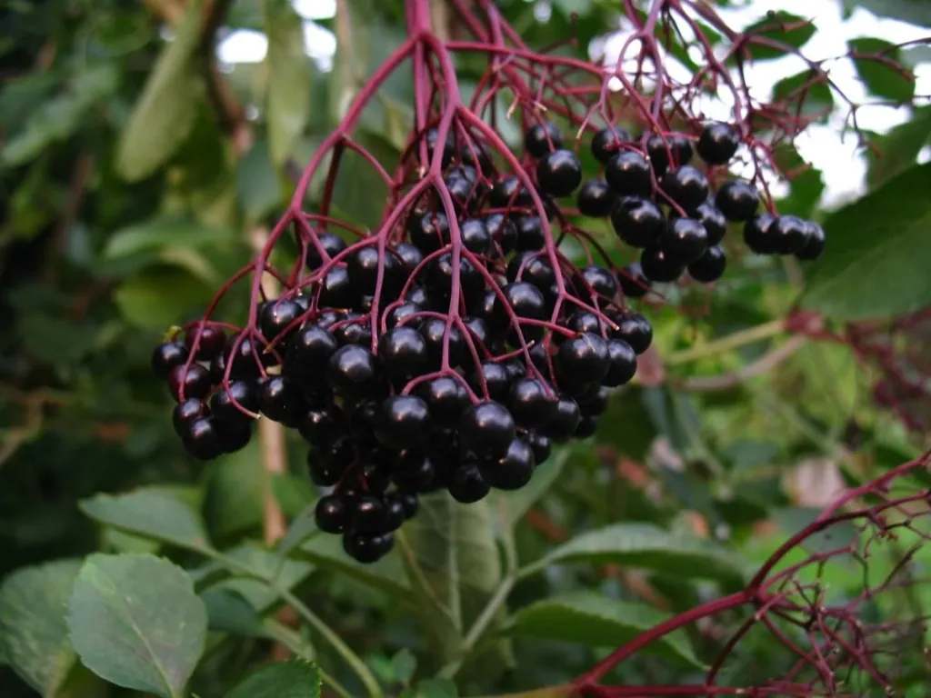 Holunder 'Haschberg' (Sambucus nigra) – winterhartes Wildobstgehölz, im 5-L-Container