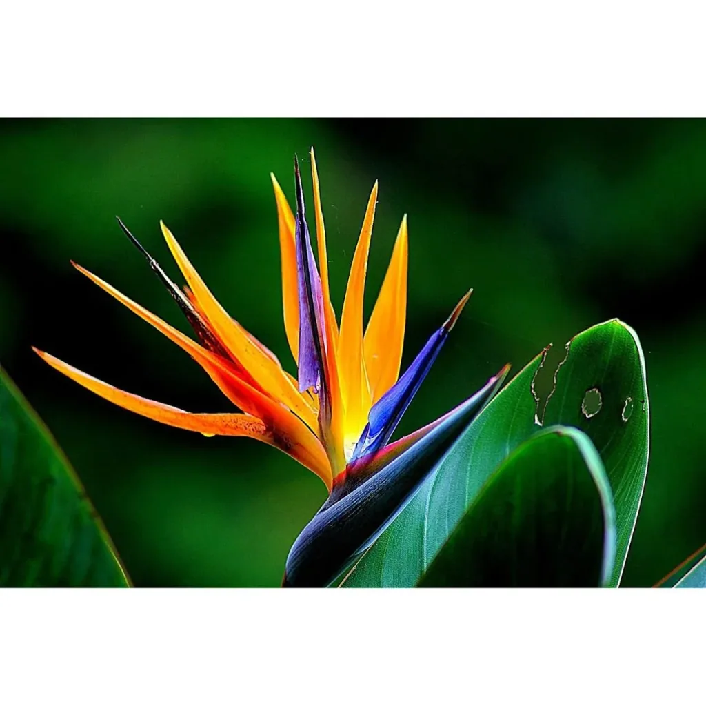 Flower-up Exotische Paradiesvogelpflanze - Strelitzia reginae - 3 Stück - 25-38cm - für drinnen und draußen