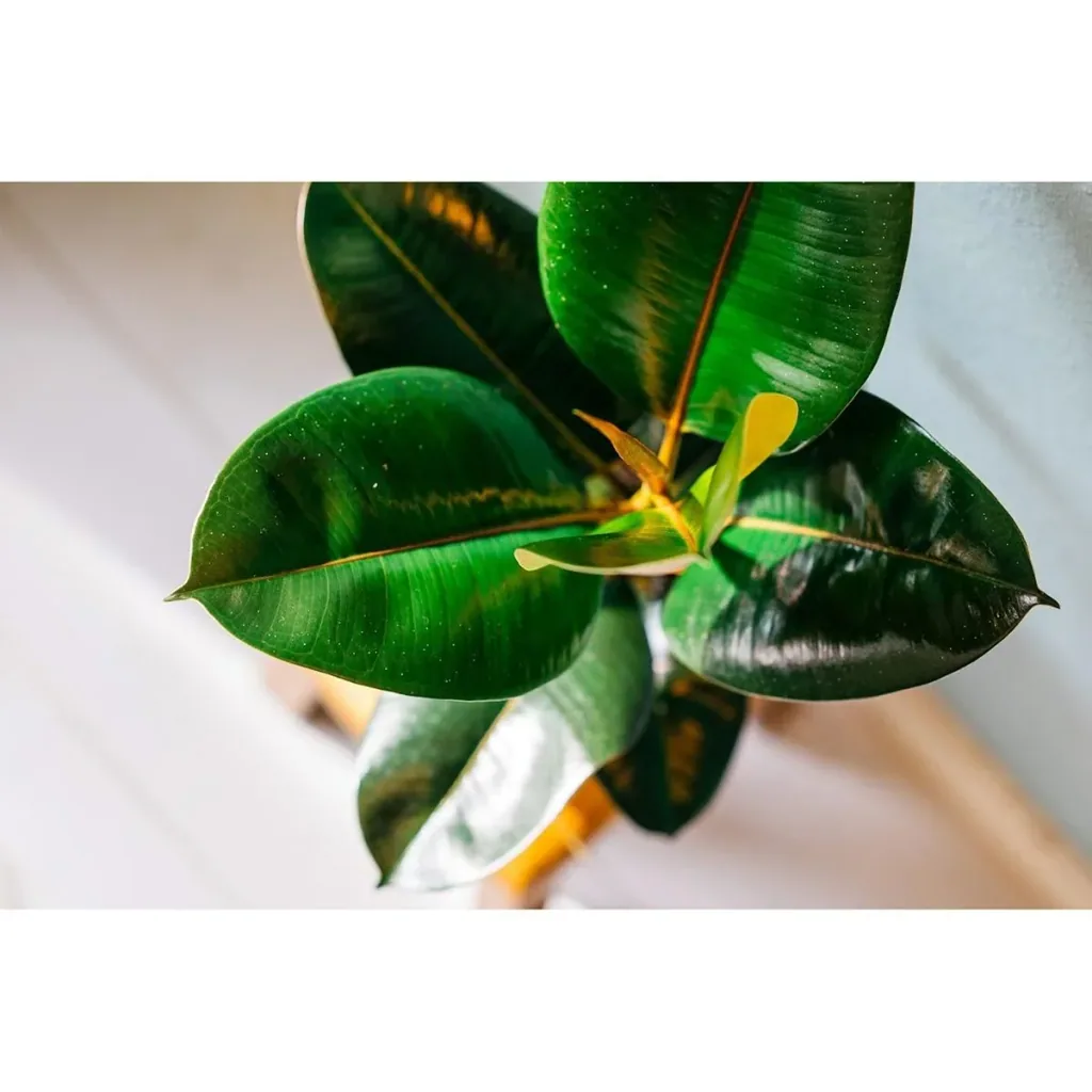 Aufblühender Gummibaum - Ficus Elastica Robusta - Groß - 50-60Cm - 1 Stück