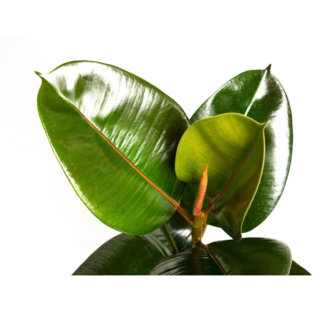 Gummibaum 'Robusta' (Ficus elastica) – pflegeleichte Zimmerpflanze, Höhe ca. 50–60 cm