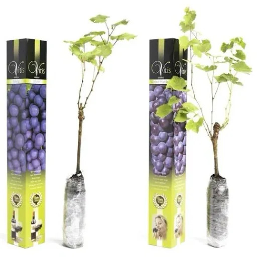 Flower-up Grapevines - 2 Stück - Blaues Weinreben-Set (1x Blauer Muskateller Hamburg, 1x Blauer Merlot)