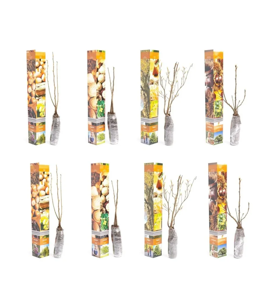 Aufblühendes Set aus 8 Nusspflanzen 50-60 cm