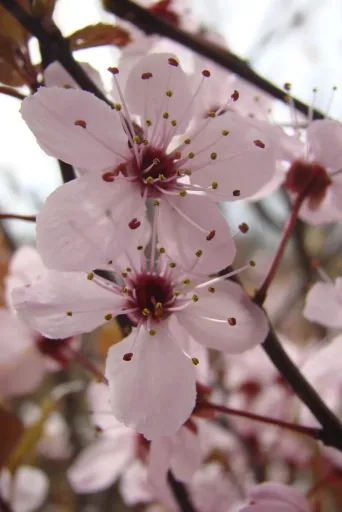 Blutpflaume Prunus cerasifera Nigra - 7 L Topf 80-100 cm