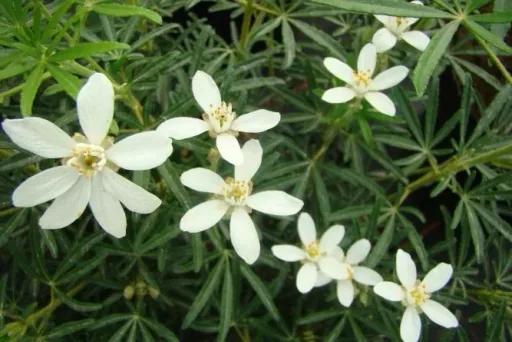 Orangenblume White Dazzler - Choisya ternata -S- - 7 L Topf 30-40 cm