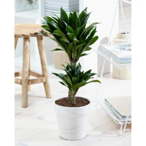 Flower-up Tropical mix set 4 Stück 25-50 Cm Musa Oriental Dwarf, Chamadorea Elegans, Dracaena Compacta, Coffea Arabica