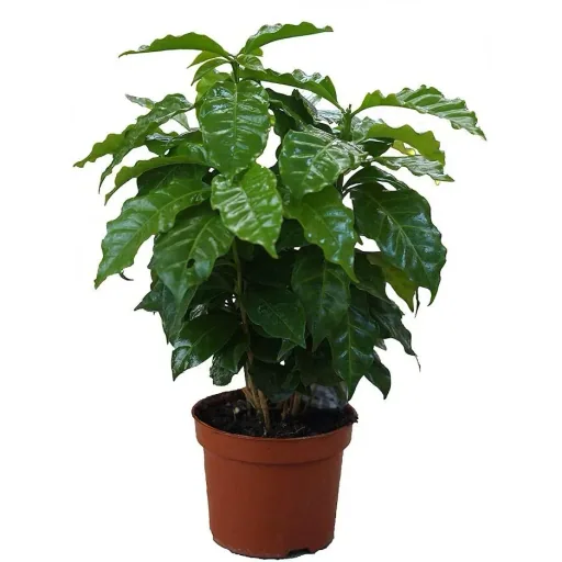 Flower-up Tropical mix set 4 Stück 25-50 Cm Musa Oriental Dwarf, Chamadorea Elegans, Dracaena Compacta, Coffea Arabica