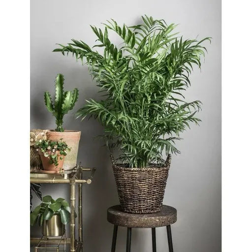 Flower-up Tropical mix set 4 Stück 25-50 Cm Musa Oriental Dwarf, Chamadorea Elegans, Dracaena Compacta, Coffea Arabica