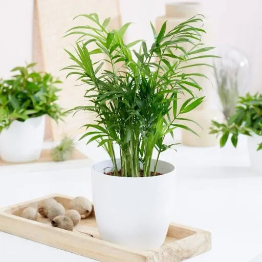 Flower-up Tropical mix set 4 Stück 25-50 Cm Musa Oriental Dwarf, Chamadorea Elegans, Dracaena Compacta, Coffea Arabica