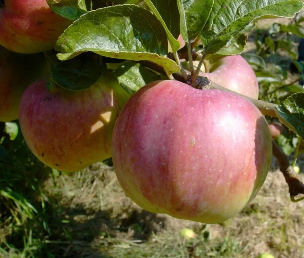 Apfel "Dülmener + Ontario" 2 Sorten auf einem Stamm, im 10L-Container