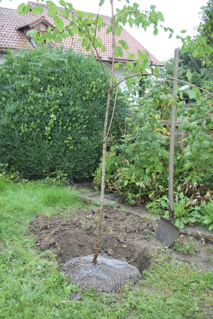 Wühlmauskorb unverzinkt, klein, 35 cm