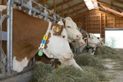 Nummernblock Duo, Nr. 4