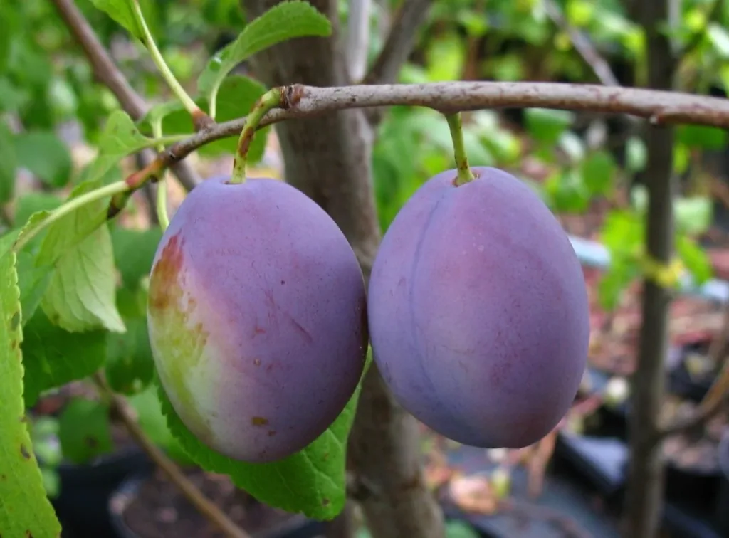 Pflaume 'Ortenauer' (Prunus domestica) – winterharter Obstbaum, als Busch, im 10-L-Container