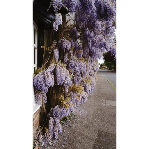 Blauregen 6er-Set (Wisteria) – winterharte Kletterpflanze, Höhe ca. 30–38 cm
