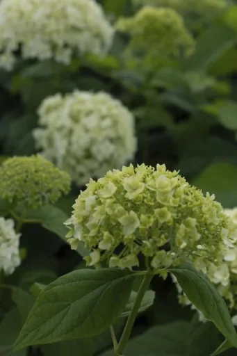 Waldhortensie Hydrangea arborescens. Annabelle (Proven Winners) - 12 L Topf 80-100 cm
