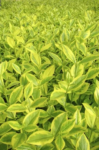 Goldliguster Ligustrum ovalifolium Aureum - 7.5 L Topf 60-80 cm