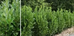 Kirschlorbeer 'Green Torch' 10er-Set (Prunus laurocerasus) – winterharter immergrüner Strauch, für 5 m Hecke, im 7-L-Container, Höhe ca. 60–80 cm