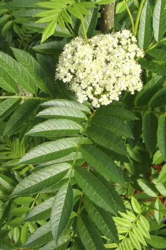 Eberesche (Sorbus aucuparia) – winterharter Zierbaum, im 7,5-L-Container, Höhe ca. 80–100 cm