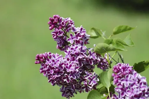 Edelflieder 'Sensation' (Syringa vulgaris) – winterharter Blütenstrauch, im 12-L-Container, Höhe ca. 80–100 cm