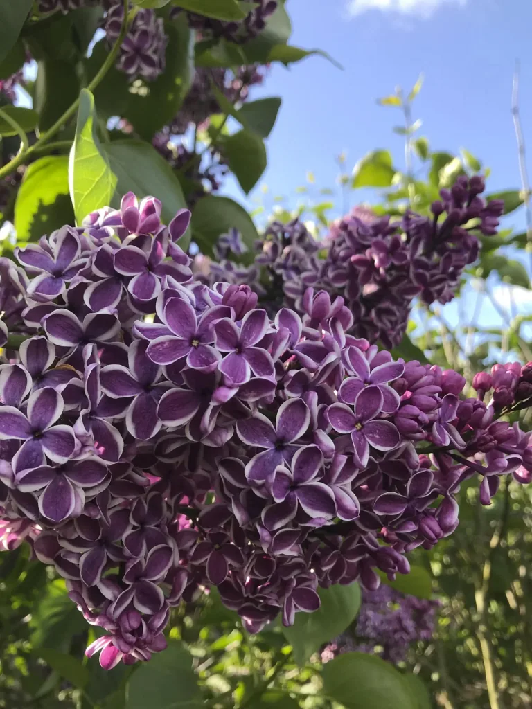 Edelflieder 'Sensation' (Syringa vulgaris) – winterharter Blütenstrauch, im 12-L-Container, Höhe ca. 80–100 cm