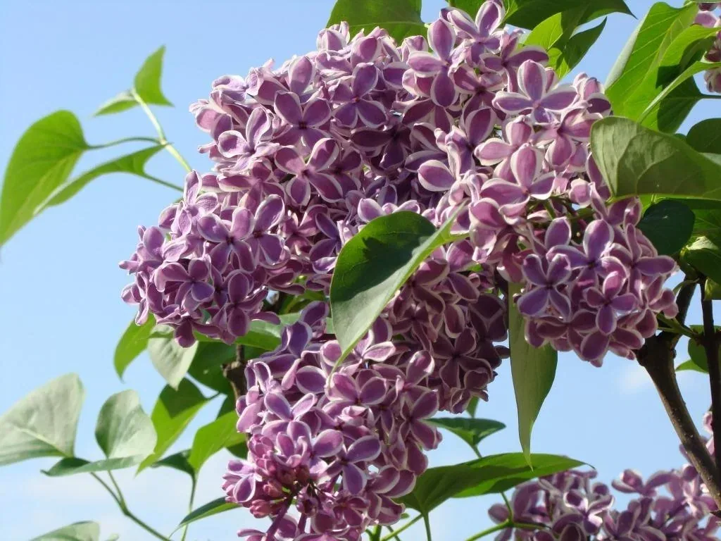 Edelflieder 'Sensation' (Syringa vulgaris) – winterharter Blütenstrauch, im 12-L-Container, Höhe ca. 80–100 cm