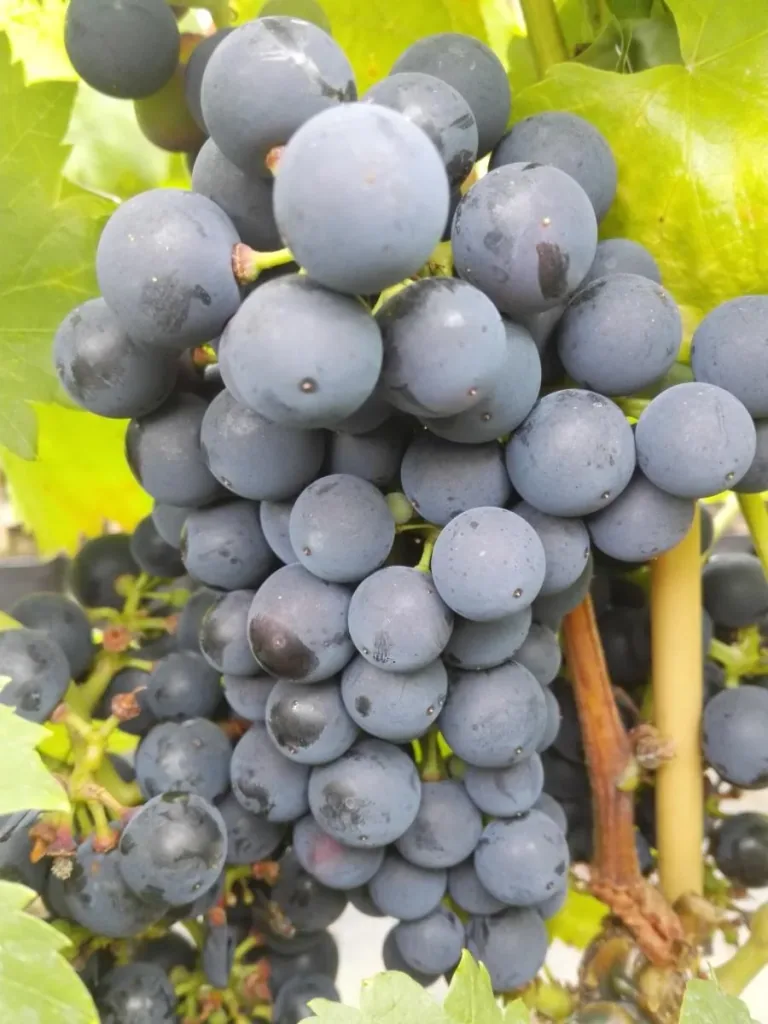 Weinrebe 'Regent' (Vitis vinifera) – winterharte Kletterpflanze, im 3,5-L-Container