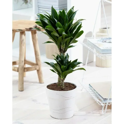 Blühender Drachenbaum - Dracaena - 4 Stück - 25 -35 Cm (2x Dracaena 'Lemon Lime' & 2x Dracaena 'Compacta')