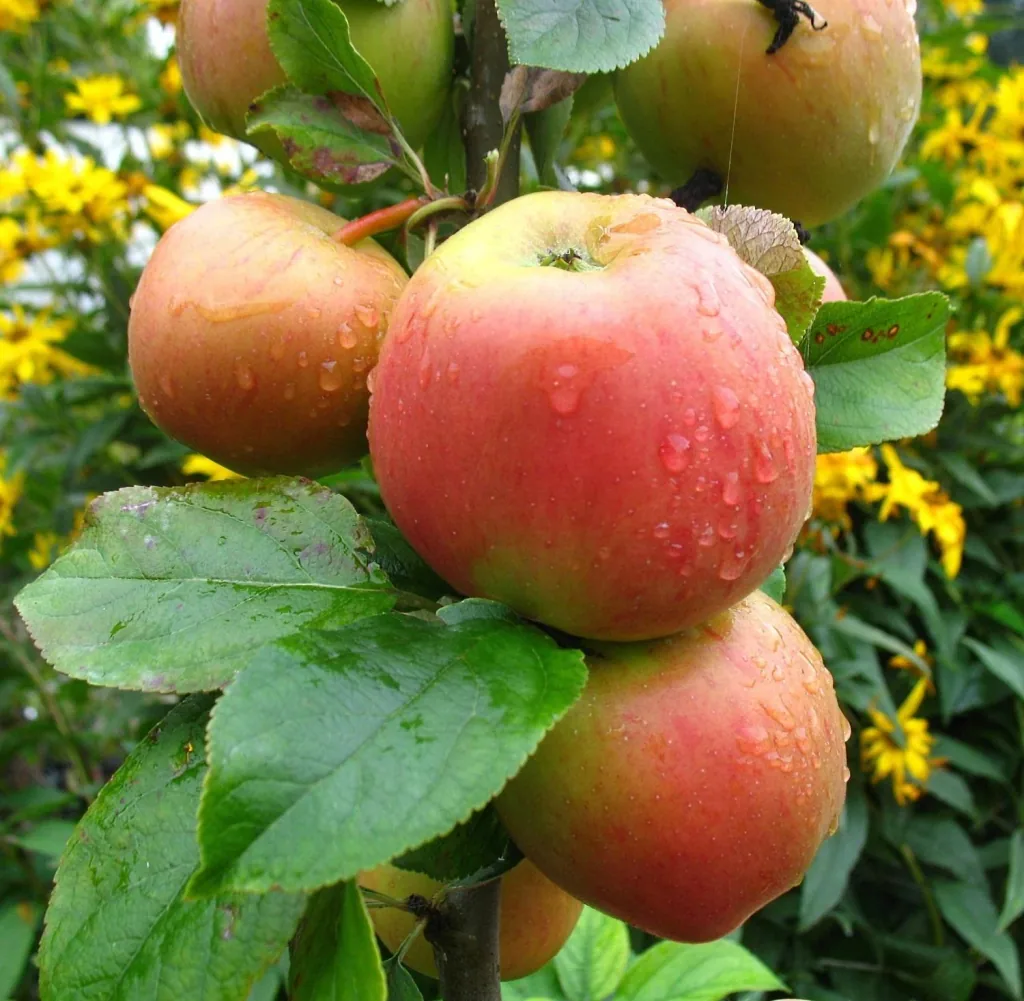 Apfel "Goldparmäne" Spindelbusch, im 5L-Container