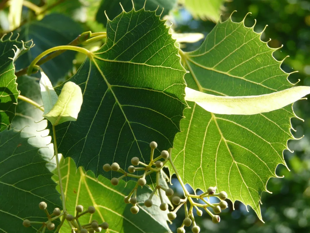 Henrys Linde Tilia henryana - 7 L Topf 80-100 cm